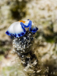 Feeding flatworm - Mayotte by Takma Lherminier 